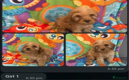 Cockapoo dogs for sale: Cockpoo puppies - Image 1