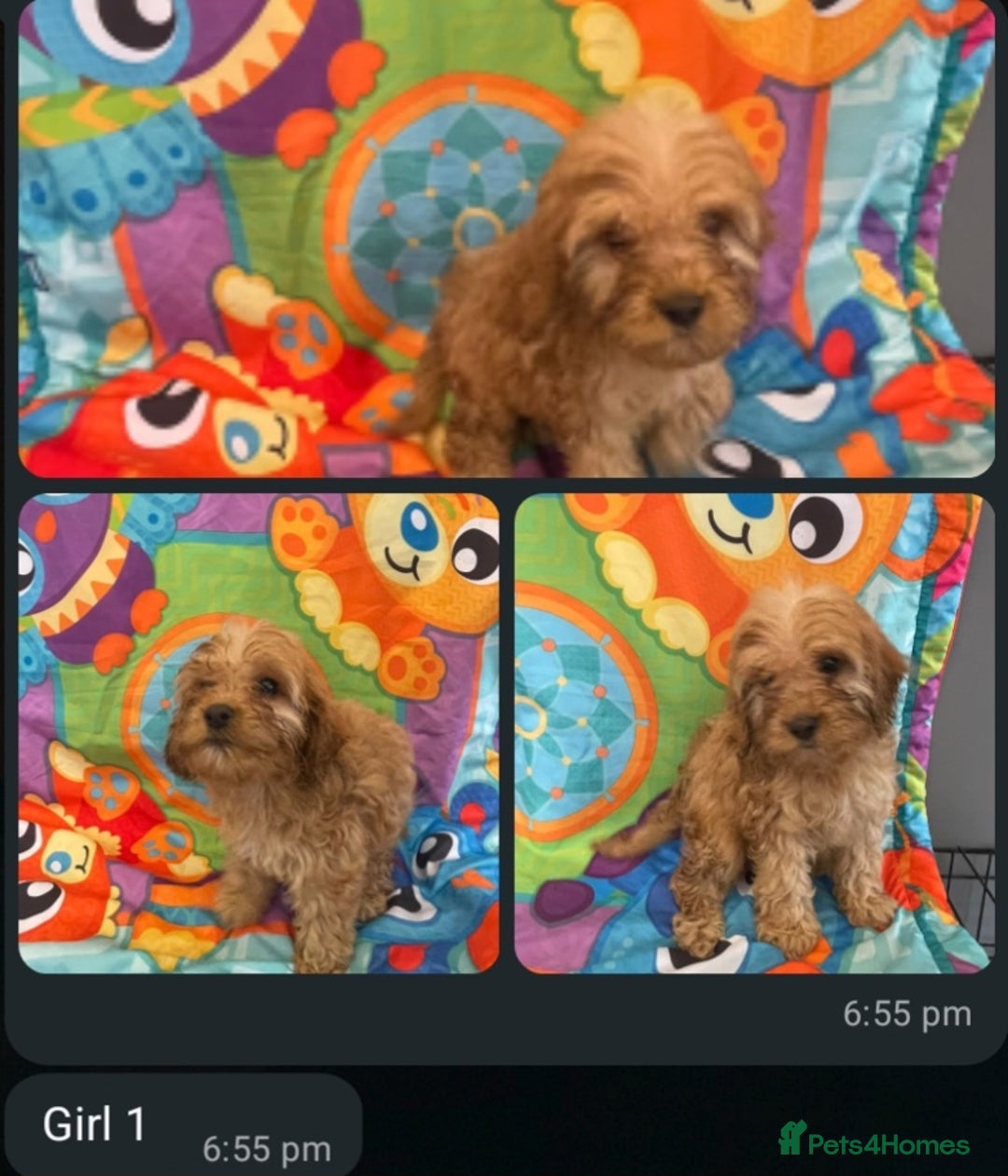 Cockapoo dogs for sale: Cockpoo puppies - Image 1