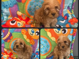 Cockapoo dogs for sale - Advert 1