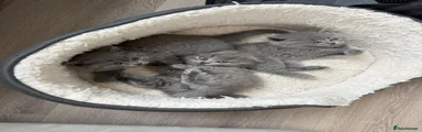 Scottish Fold Kitten 2