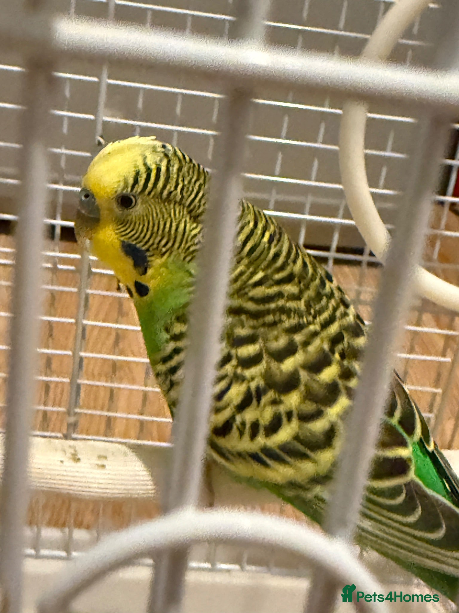 Budgerigars birds Budgie bird - Advert 11