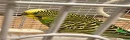 Budgerigars birds for sale: Budgie bird in London - Advert 1
