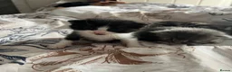 Domestic Shorthair cats for sale: 4 beautiful kittens looking for a forever home - Advert 24