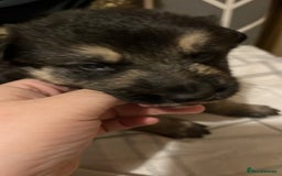 German Shepherd dogs for sale: German Shepard puppies.  - Image 4