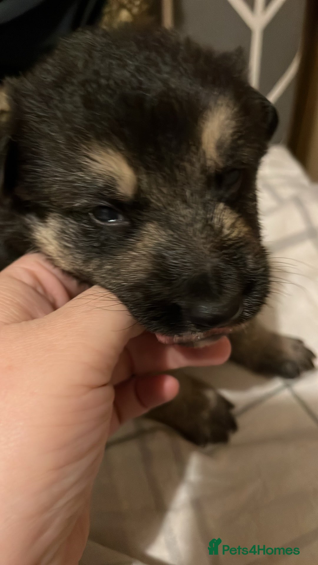 German Shepherd dogs for sale: German Shepard puppies.  - Image 4