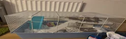Hamster rodents for sale: Betsy and her accessories - Syrian Hamster - Advert 3