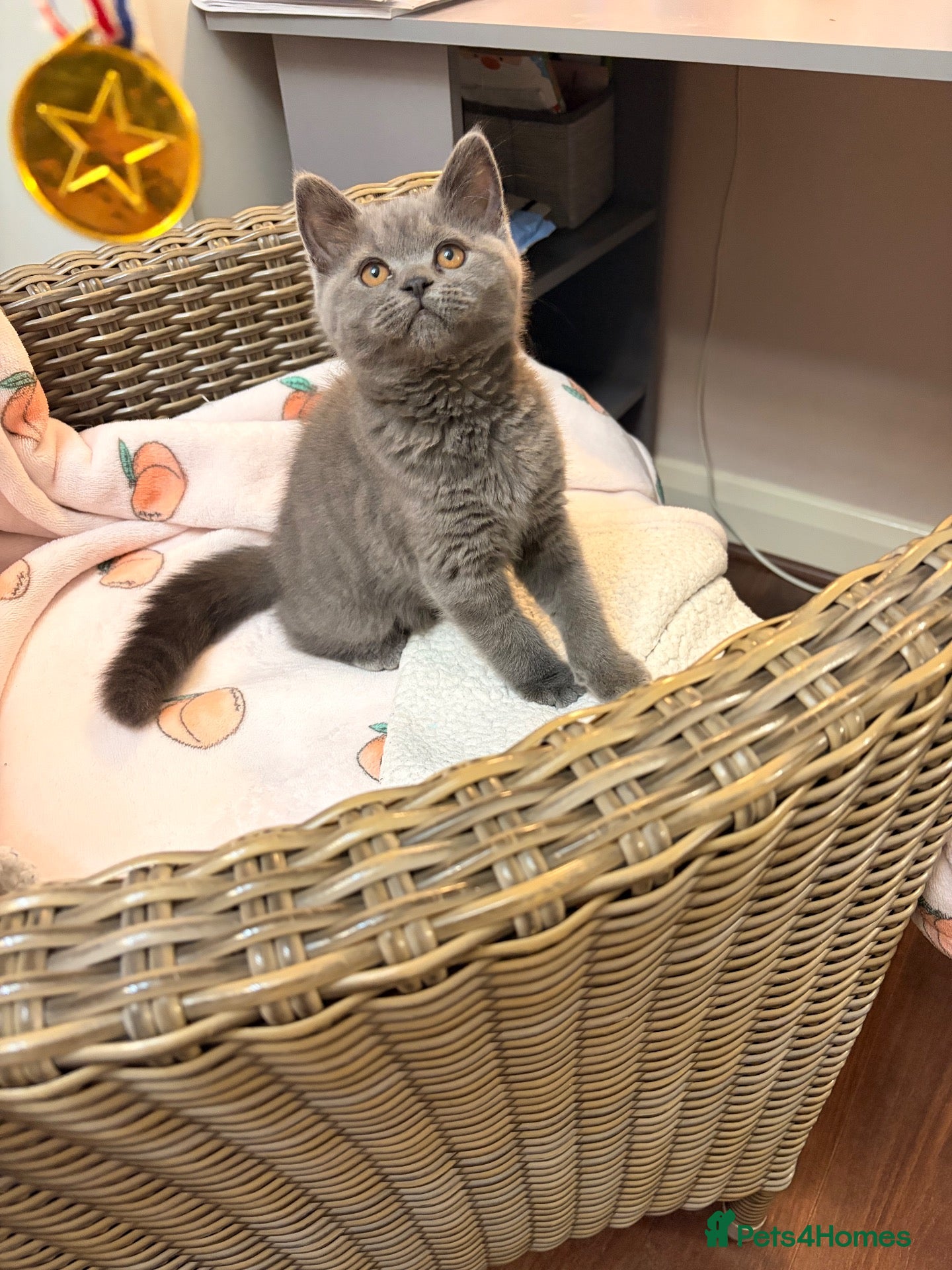 British Shorthair cats British shorthair blue female kitten  - Advert 9