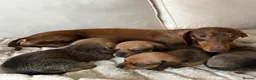 Dachshund dogs for sale: Dachshund  - Advert 8