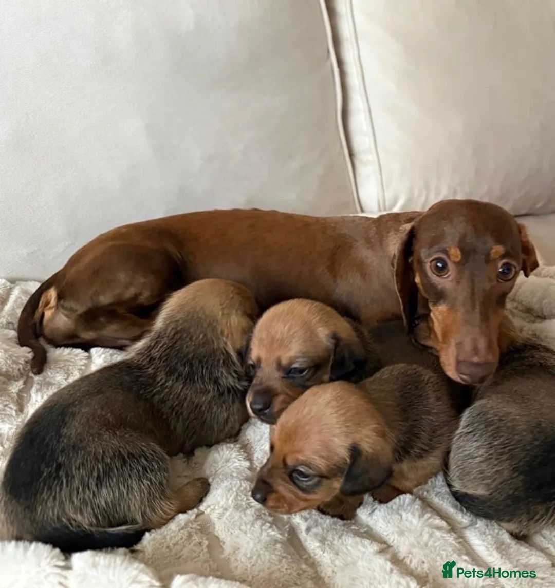 Dachshund dogs for sale: Dachshund  - Advert 8