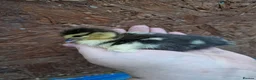 Chickens poultry for sale: Duckling and chicks available - Advert 9