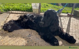 Cocker Spaniel dogs for sale: Retirement home  - Image 9