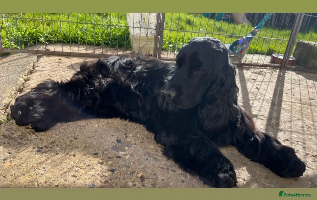 Cocker Spaniel dogs for sale: Retirement home  - Image 9