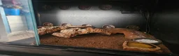 Leopard Gecko reptiles for sale: Leopard gecko for sale  in Doncaster - Advert 7