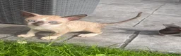 Cornish Rex cats for sale: Beautiful Cornish Rex’s ready for their new homes - Advert 14