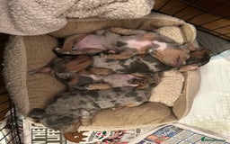 Miniature Dachshund dogs for sale: Mini dachshund puppies 6 weeks - Advert 8