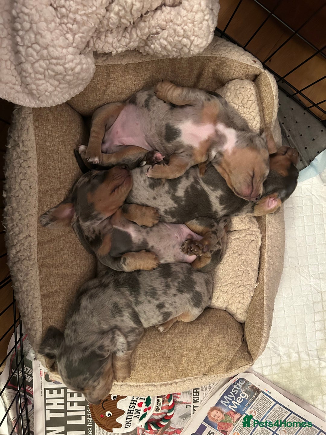Miniature Dachshund dogs for sale: Mini dachshund puppies 6 weeks - Advert 8