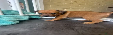 Mixed Breed Puppy 7 - black