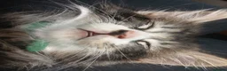 Norwegian Forest Cat cats for sale: Norwegian Forest/Siberian Kittens in Treorchy - Advert 5