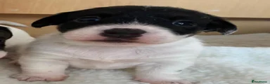 Jack Russell 4
