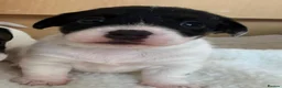 Jack Russell dogs for sale: Beautiful Jack Russel puppies for sale  - Advert 2