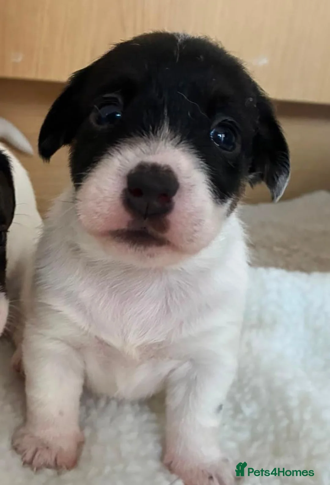 Jack Russell dogs for sale: Beautiful Jack Russel puppies for sale  - Advert 2