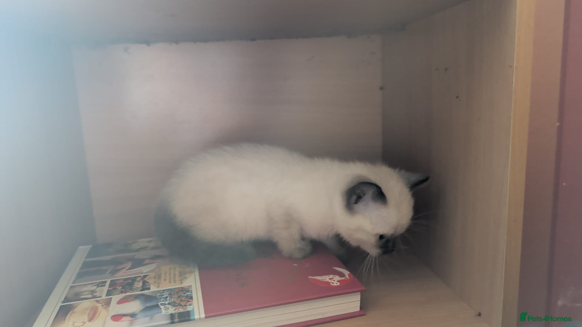 Mixed Breed cats for sale: Siamese Cross Ragdoll kittens plus black/white - Advert 16