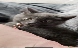 British Shorthair cats for sale: Beautiful British short hair cross kittens - Advert 12