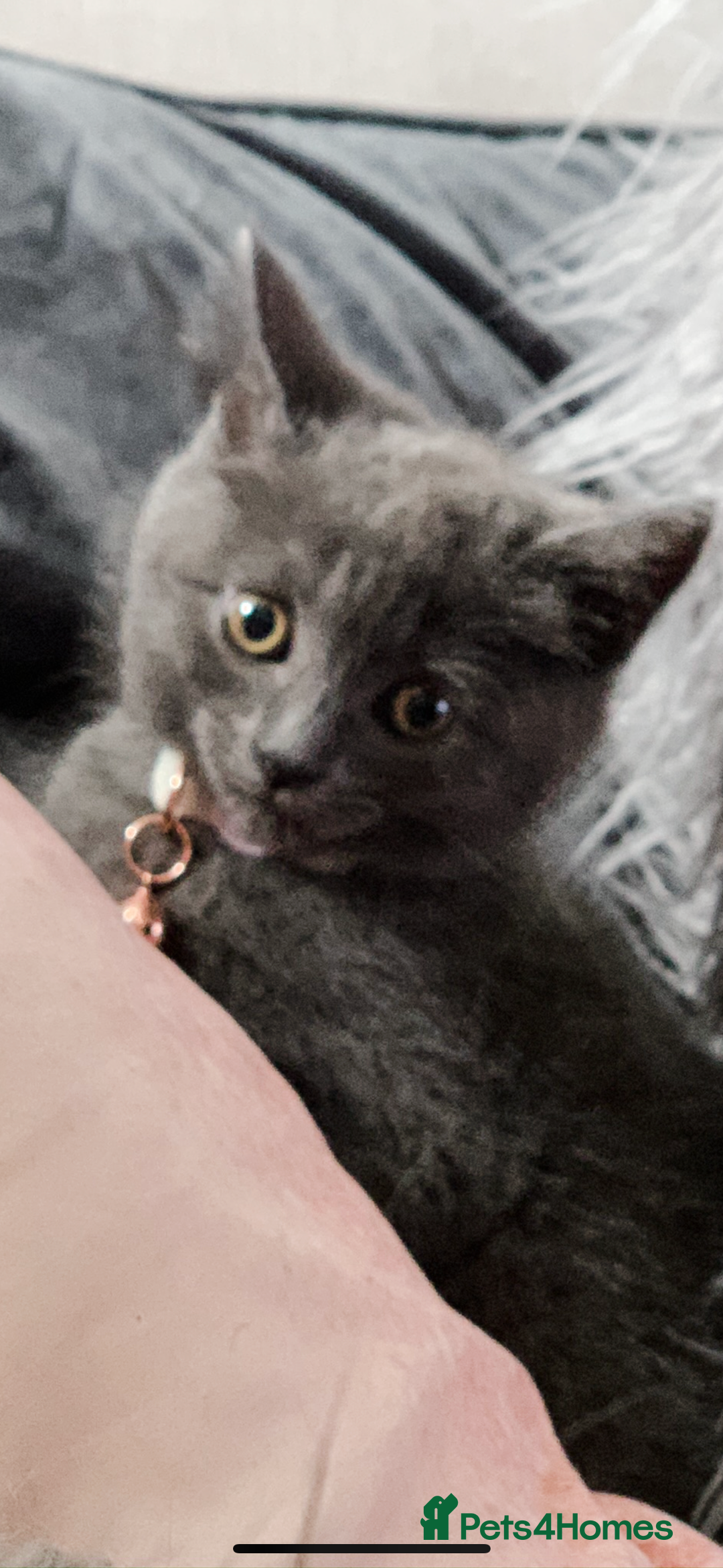 British Shorthair cats for sale: Beautiful British short hair cross kittens - Advert 12