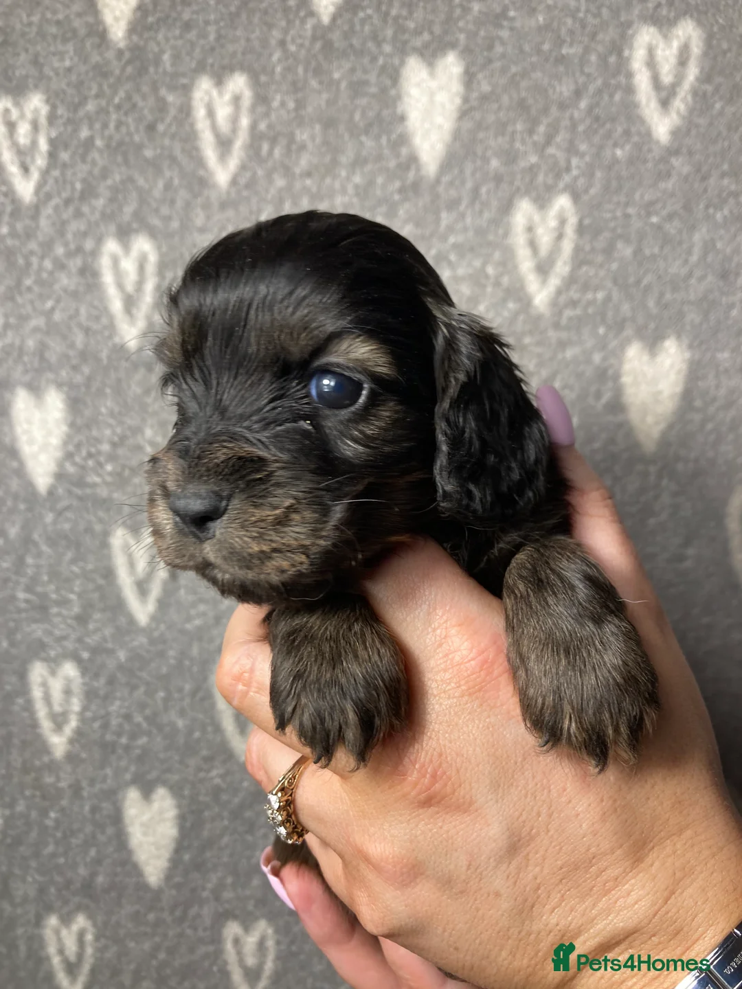 Cocker Spaniel dogs for sale: Show type cocker spaniels  - Advert 12