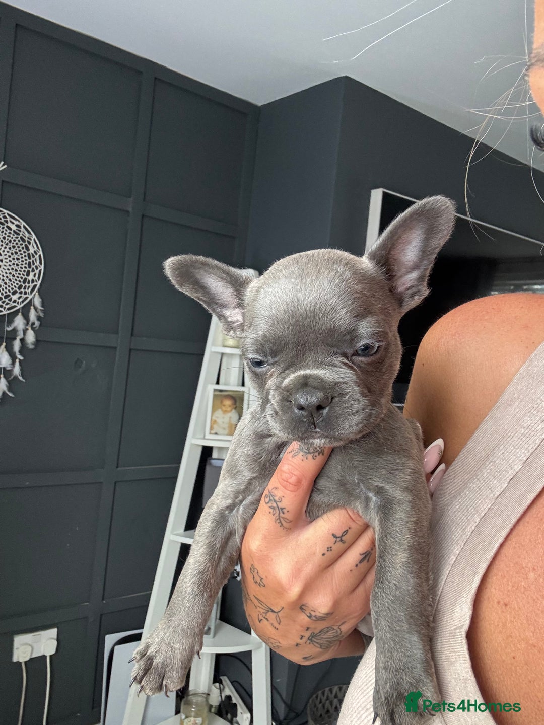 French Bulldog dogs for sale: French bulldogs 4 male 1 female(fluffy mum)  - Image 1