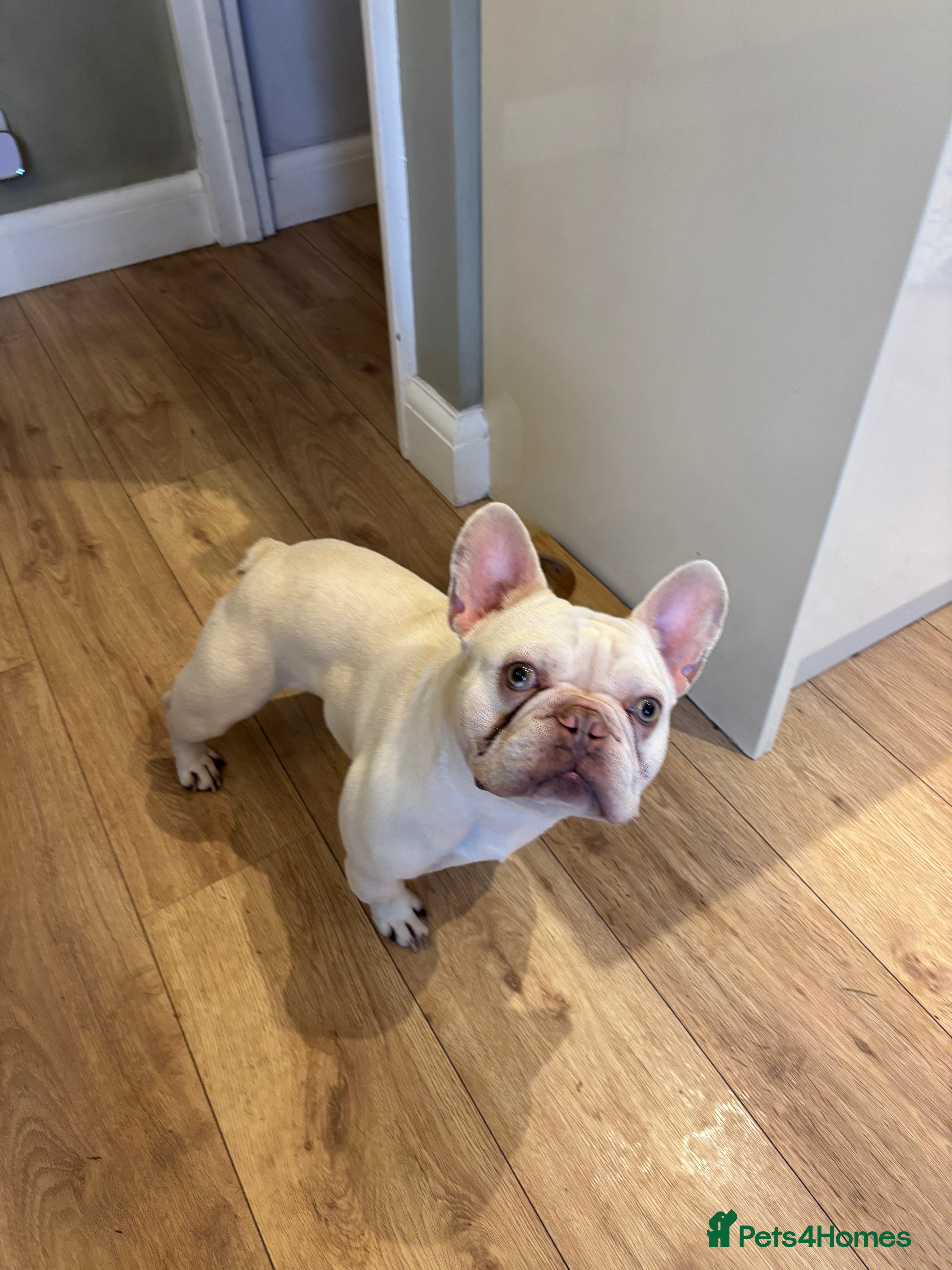 French Bulldog dogs French bulldog for sale  - Advert 1
