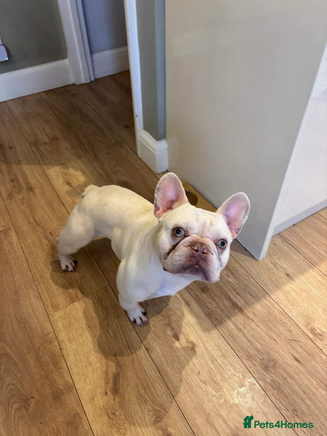 French Bulldog dogs for sale: French bulldog for sale  in Stanford-le-Hope - Advert 1