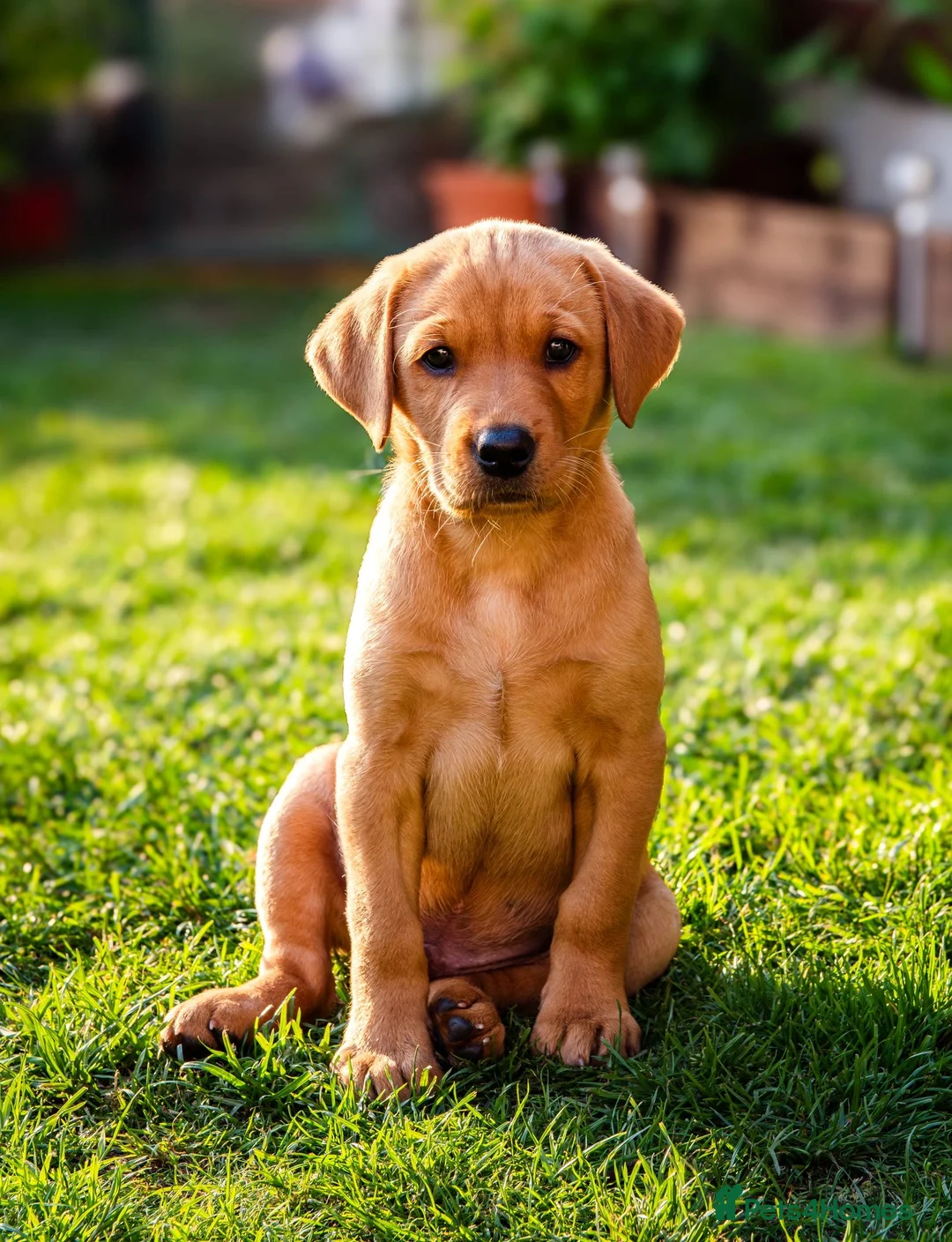 Labrador Retriever dogs for stud: Dog for stud  in Nottingham - Advert 4