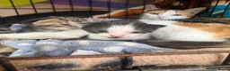 Mixed Breed cats for sale: 6 Remaining kittens looking for their forever home - Advert 12