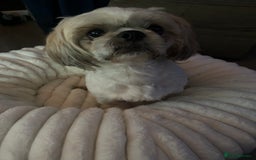 Shih Tzu dogs for sale: Shih tzu - Image 11