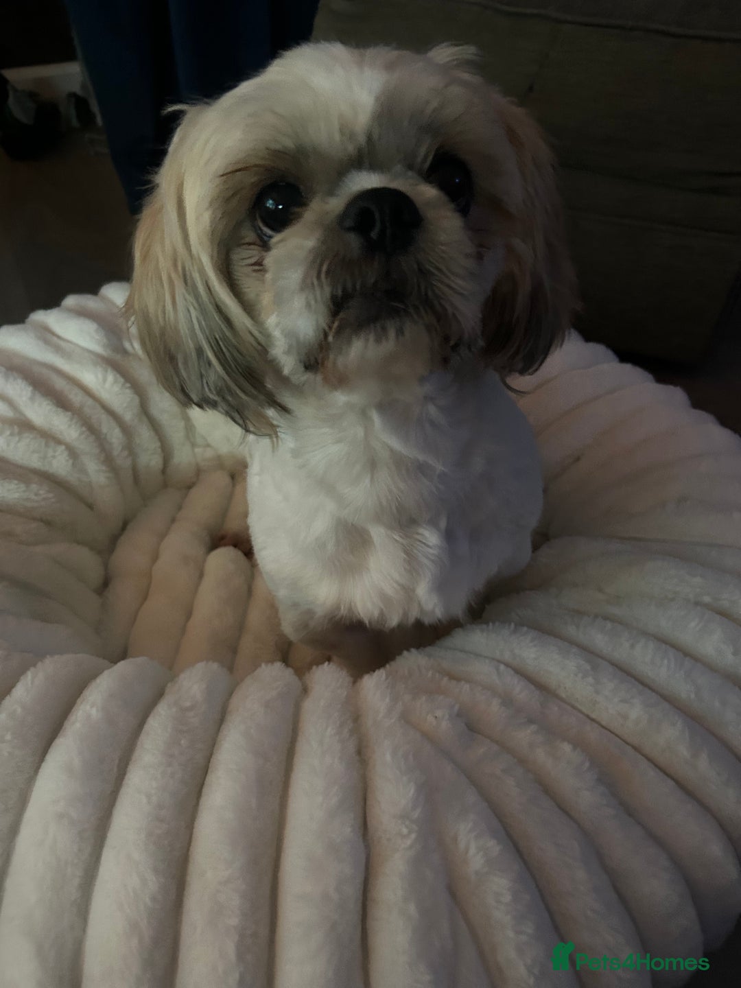 Shih Tzu dogs for sale: Shih tzu - Image 11