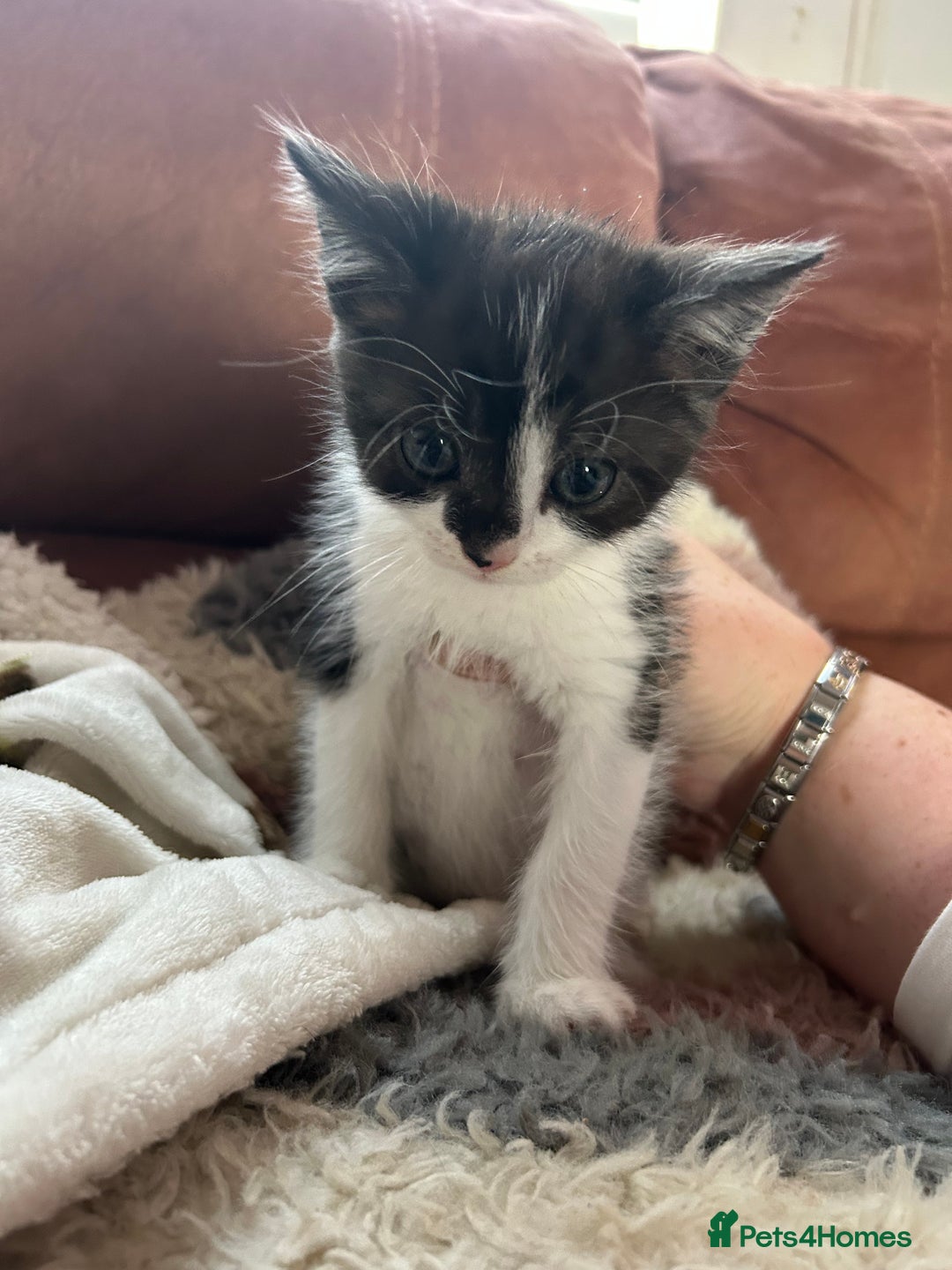 Mixed Breed cats for sale: 3 beautiful male kittens *READY NOW* - Image 6