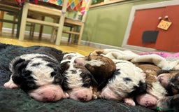 Bernedoodle dogs for sale: Bernedoodle F1B puppies - Image 8