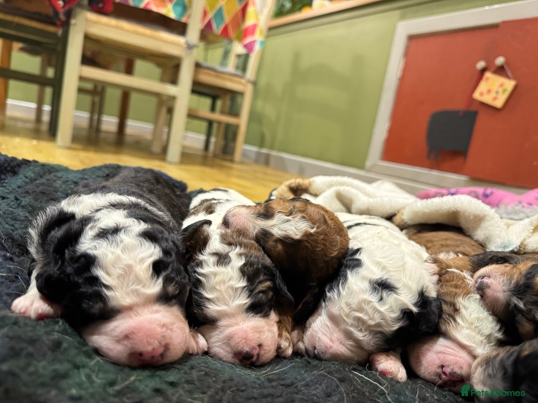Bernedoodle dogs for sale: Bernedoodle F1B puppies - Image 8