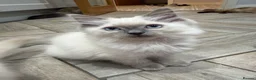 Ragdoll cats for sale:     💙 Stunning Pedigree Ragdoll Kittens GCCF - Advert 10