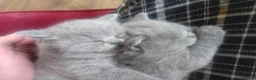British Shorthair cats for sale: BSH PEDIGREE BEAUTIFUL BOY AND GIRL - Advert 8