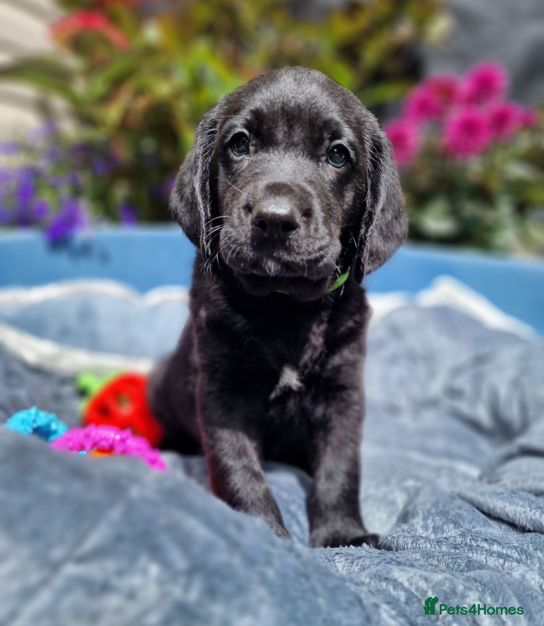 Springador dogs LAST MALE SPRINGADOR PUPPY - Advert 2