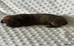 Miniature Dachshund dogs for sale: Champion  lines brindle / dapple mini daschund  - Image 7
