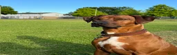 Rhodesian Ridgeback dogs for sale: Male Rhodesian Ridgeback  - Advert 2
