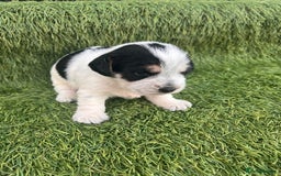 Jack Russell dogs for sale: Jack russel puppy - Image 2