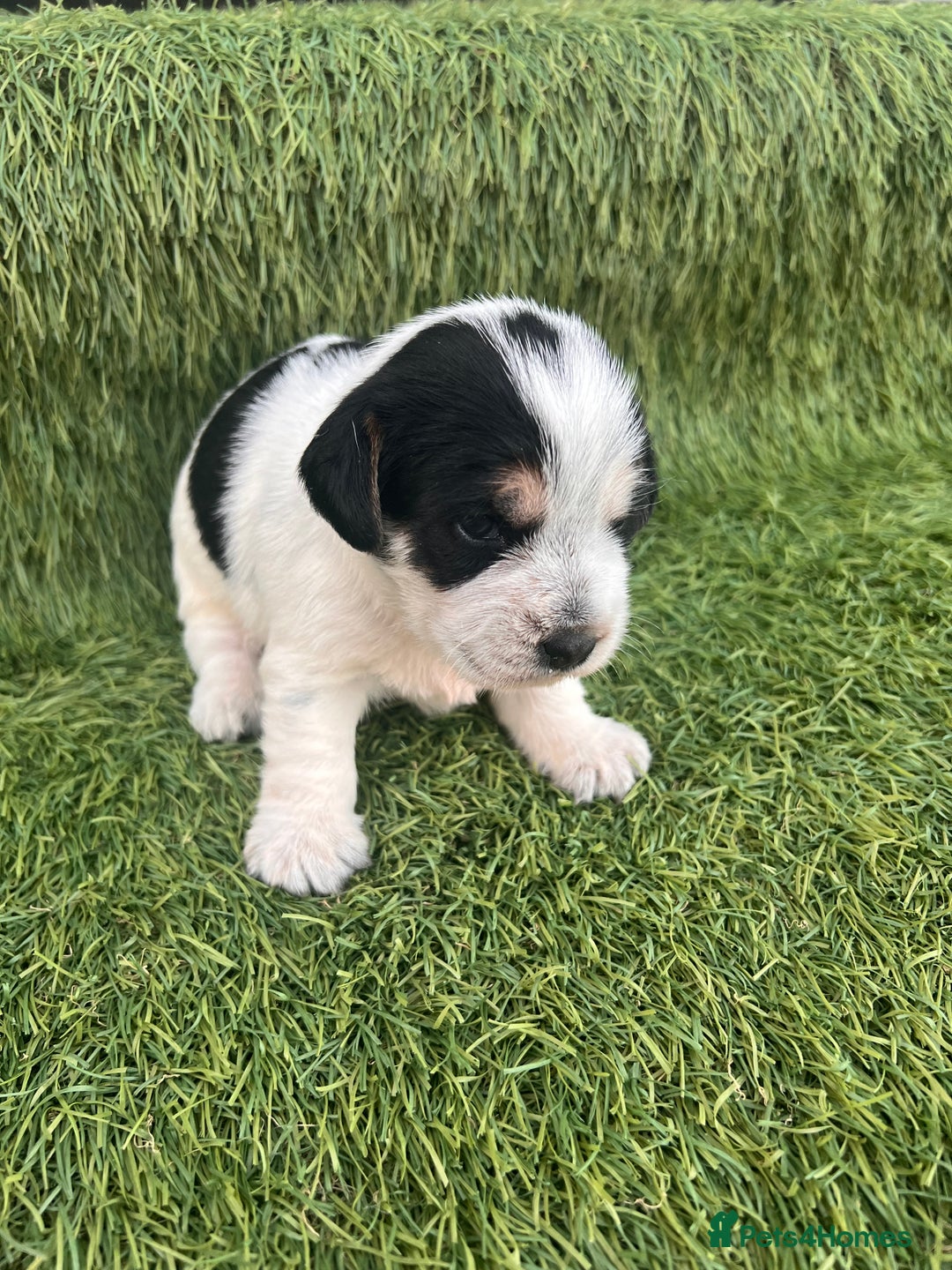 Jack Russell dogs for sale: Jack russel puppy - Image 2