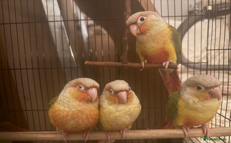 Conures birds - Advert 3