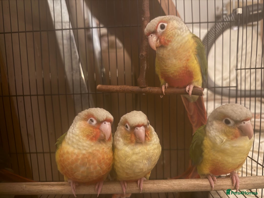 Conures birds for sale: Hand-Fed Pineapple Conure — Super Tame & Friendly - Image 1
