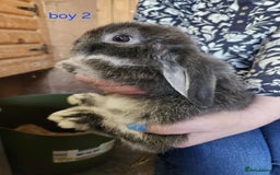 Mini Lop rabbits for sale: 8 mini lops forsale £50 each  - Image 6