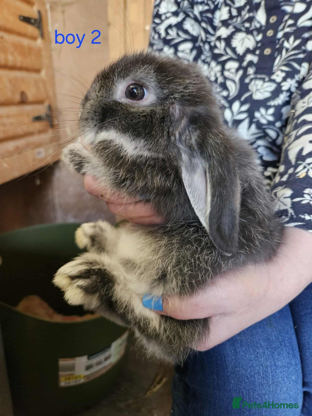 Mini Lop rabbits for sale: 8 mini lops forsale £50 each  - Image 6